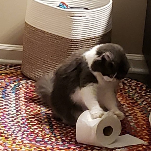 Meet your Posher, Delaney - Picture 1 of 1